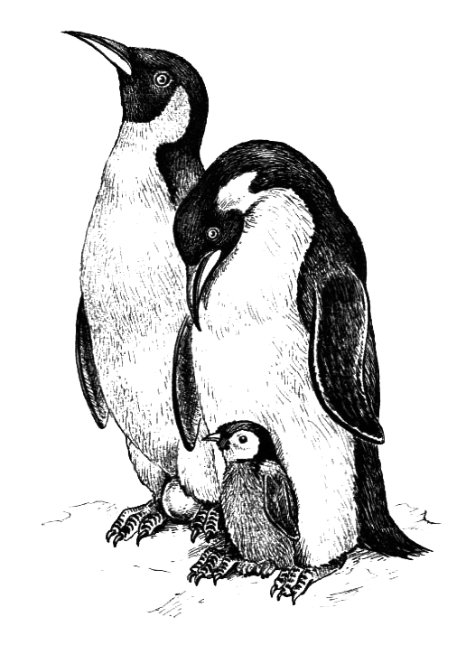 Птицы - i_038.png