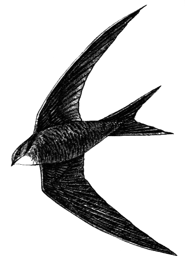 Птицы - i_040.png