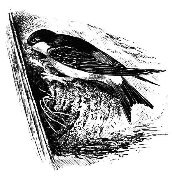 Птицы - i_041.png