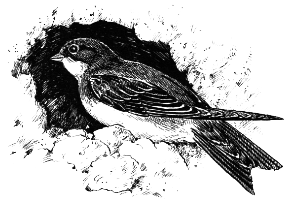 Птицы - i_042.png