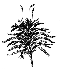 Споровые растения - i_001.png