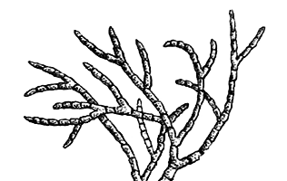 Споровые растения - i_002.png