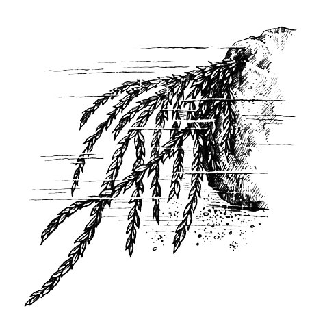 Споровые растения - i_003.png