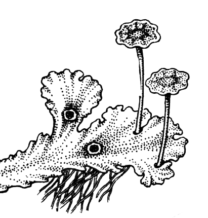 Споровые растения - i_007.png