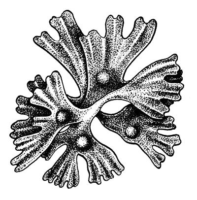 Споровые растения - i_008.png