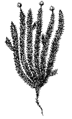 Споровые растения - i_009.png