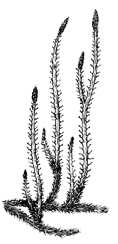 Споровые растения - i_016.png