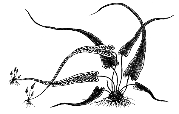 Споровые растения - i_034.png