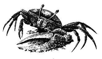 Членистоногие (Ракообразные. Паукообразные) - i_002.png