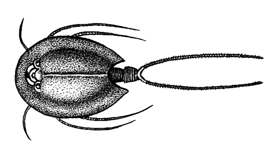 Членистоногие (Ракообразные. Паукообразные) - i_004.png