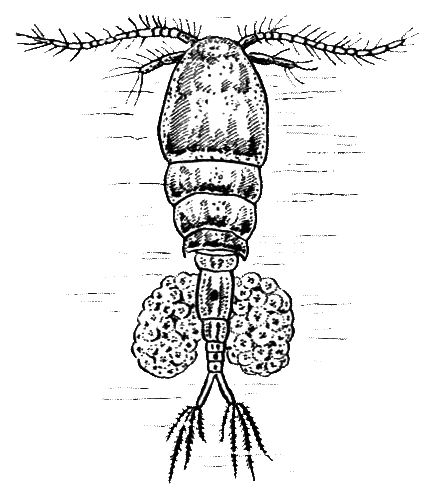 Членистоногие (Ракообразные. Паукообразные) - i_006.png