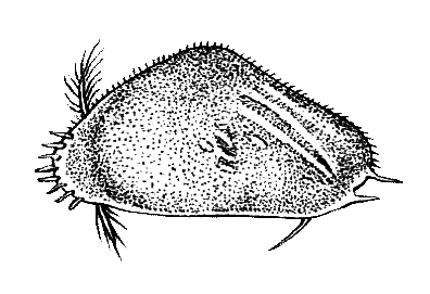 Членистоногие (Ракообразные. Паукообразные) - i_009.png