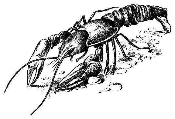 Членистоногие (Ракообразные. Паукообразные) - i_023.png