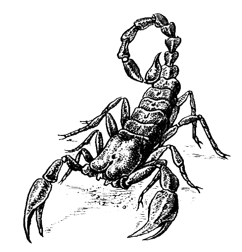 Членистоногие (Ракообразные. Паукообразные) - i_025.png