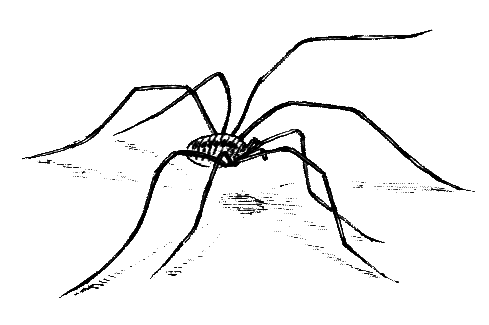 Членистоногие (Ракообразные. Паукообразные) - i_026.png