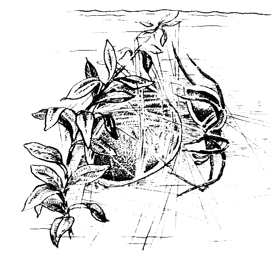 Членистоногие (Ракообразные. Паукообразные) - i_029.png