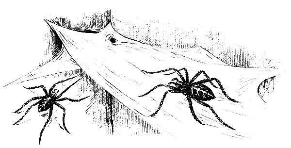 Членистоногие (Ракообразные. Паукообразные) - i_030.png