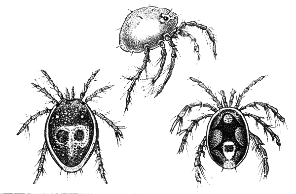 Членистоногие (Ракообразные. Паукообразные) - i_033.png