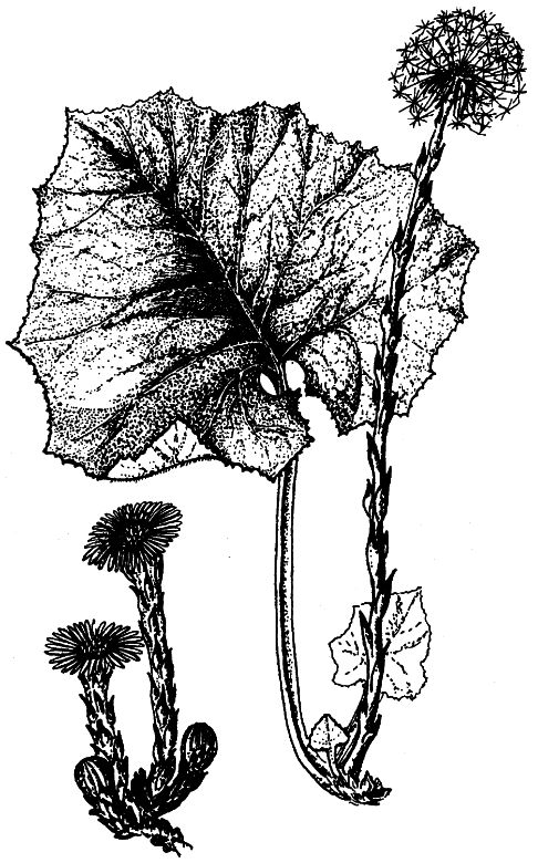 Кухня Робинзона. Рецепты блюд из дикорастущих растений и цветов - i_011.png