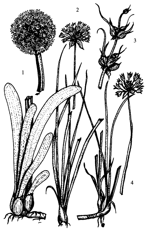 Кухня Робинзона. Рецепты блюд из дикорастущих растений и цветов - i_013.png