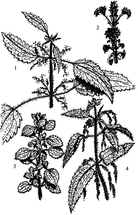 Кухня Робинзона. Рецепты блюд из дикорастущих растений и цветов - i_020.png