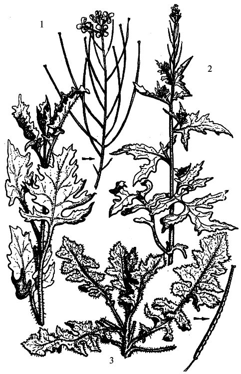 Кухня Робинзона. Рецепты блюд из дикорастущих растений и цветов - i_024.png