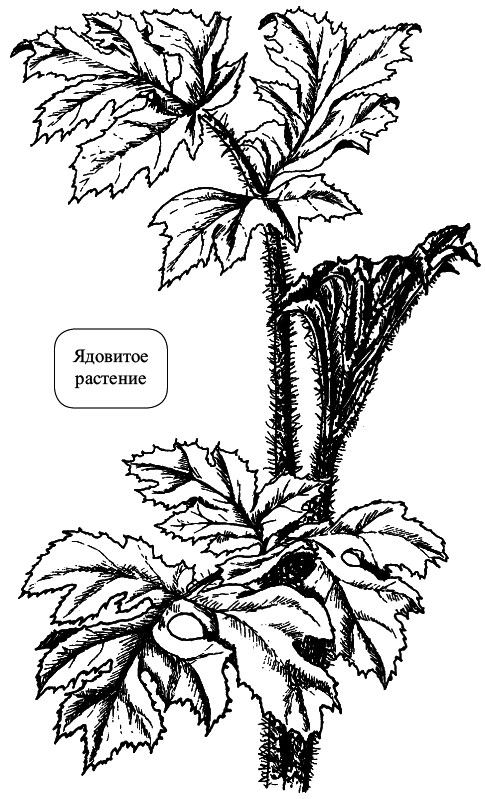 Кухня Робинзона. Рецепты блюд из дикорастущих растений и цветов - i_028.png