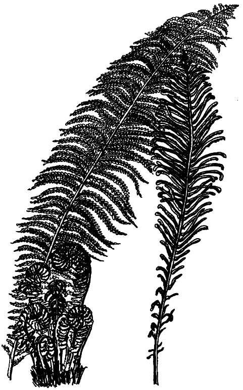 Кухня Робинзона. Рецепты блюд из дикорастущих растений и цветов - i_034.png