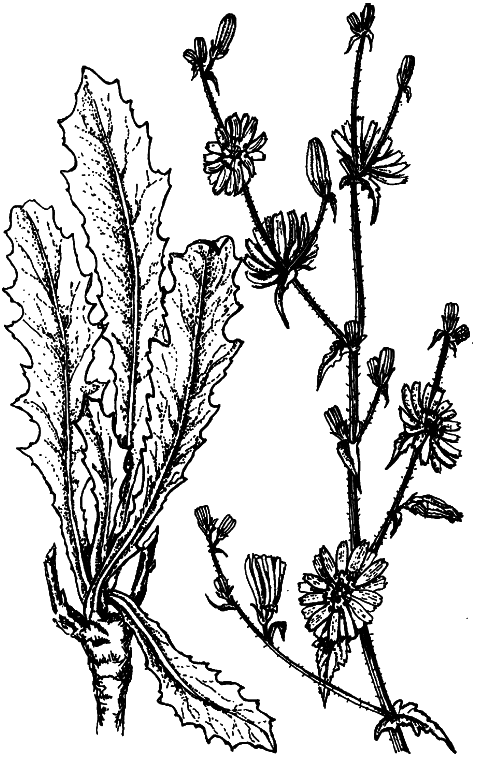 Кухня Робинзона. Рецепты блюд из дикорастущих растений и цветов - i_035.png