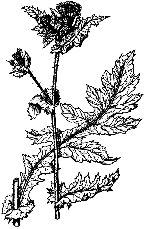 Кухня Робинзона. Рецепты блюд из дикорастущих растений и цветов - i_038.png