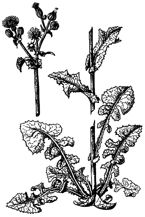 Кухня Робинзона. Рецепты блюд из дикорастущих растений и цветов - i_039.png
