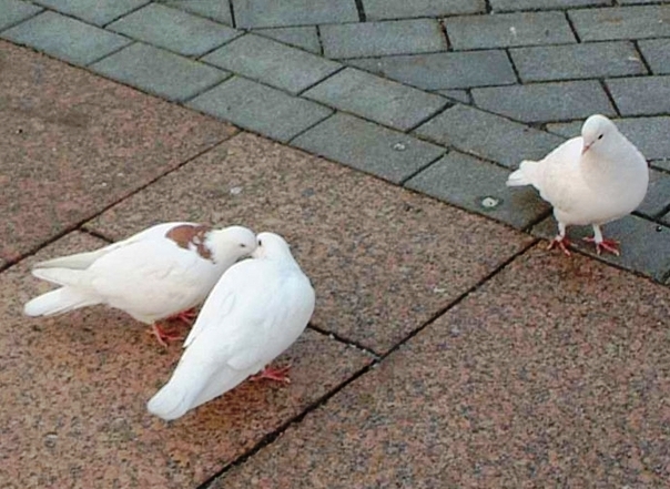 Ревность - _1.jpg