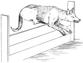 Словарь дрессировщика - i_003.jpg