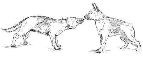 Словарь дрессировщика - i_007.jpg