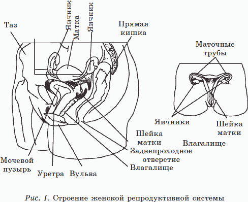 Мы хотим ребенка. 100% беременность! - _01.png