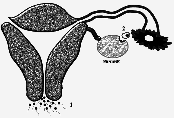 Бесплодие – не приговор! - _03.png