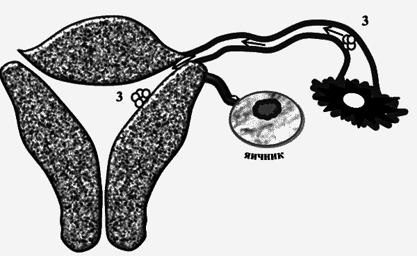 Бесплодие – не приговор! - _06.png