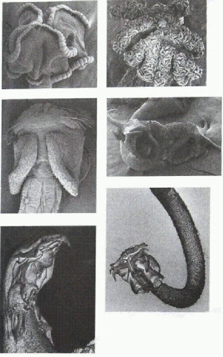 Паразиты. Тайный мир - image008.jpg