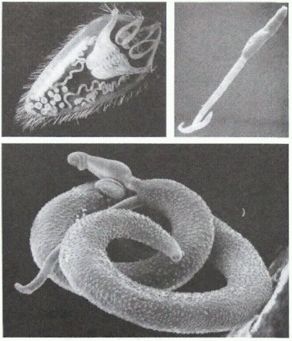 Паразиты. Тайный мир - image009.jpg