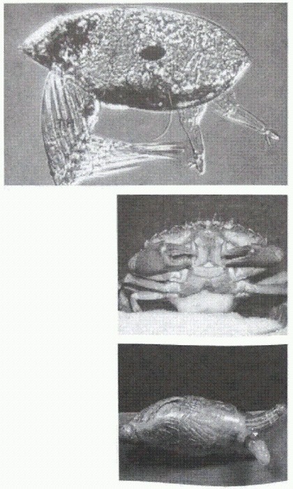 Паразиты. Тайный мир - image017.jpg