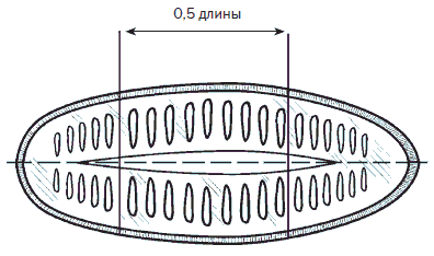 Всё о семенах овощных культур - i_006.png