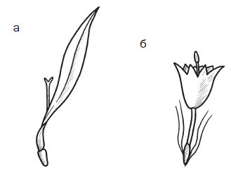 Комнатные деревья и кустарники: лимон, вишня, гранат, можжевельник, акация, жасмин и многие другие - i_030.jpg