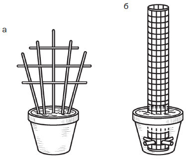 Комнатные деревья и кустарники: лимон, вишня, гранат, можжевельник, акация, жасмин и многие другие - i_040.jpg