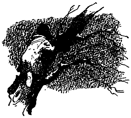 Ястребки - pic_4.png