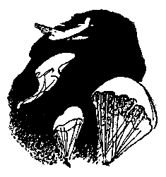 Ястребки - pic_23.png