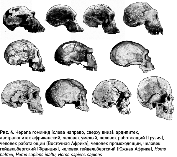 Мифы об эволюции человека - i_008.png