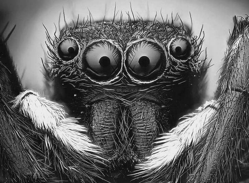 Сто великих рекордов животных - i_005.jpg