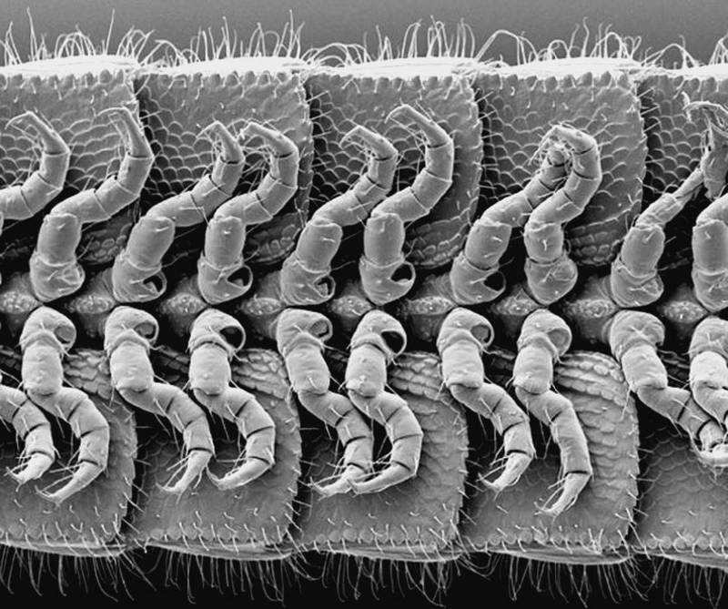 Сто великих рекордов животных - i_015.jpg