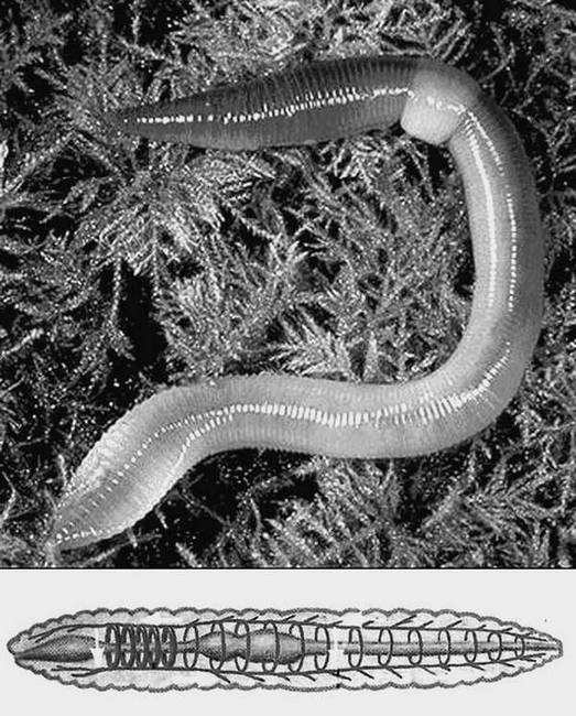 Сто великих рекордов животных - i_016.jpg