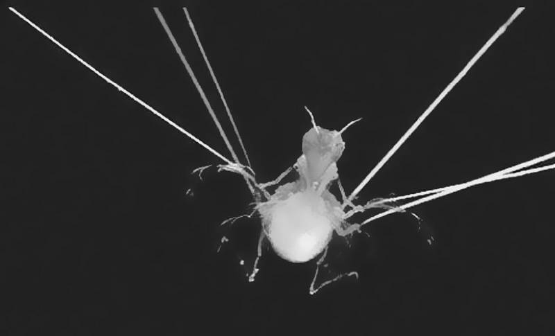 Сто великих рекордов животных - i_021.jpg